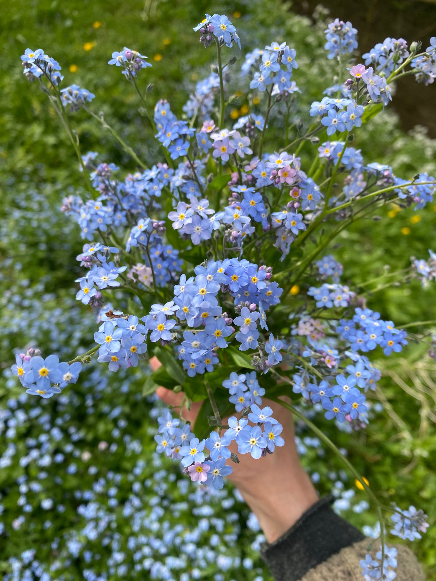 Spominčice – Handmade Mini Notebook with Pressed Forget-Me-Not