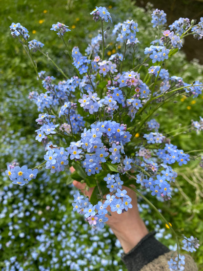 Spominčice – Handmade Mini Notebook with Pressed Forget-Me-Not