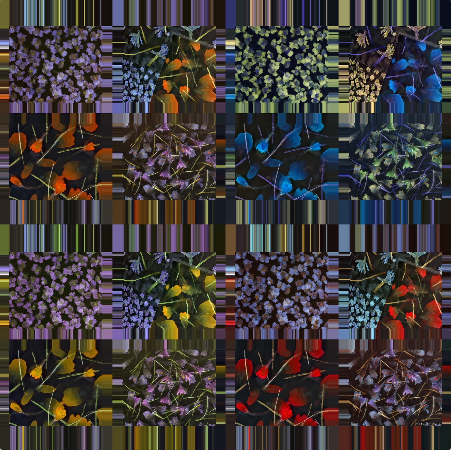 Crocuses and Violets
