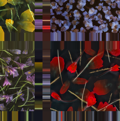 Crocuses and Violets